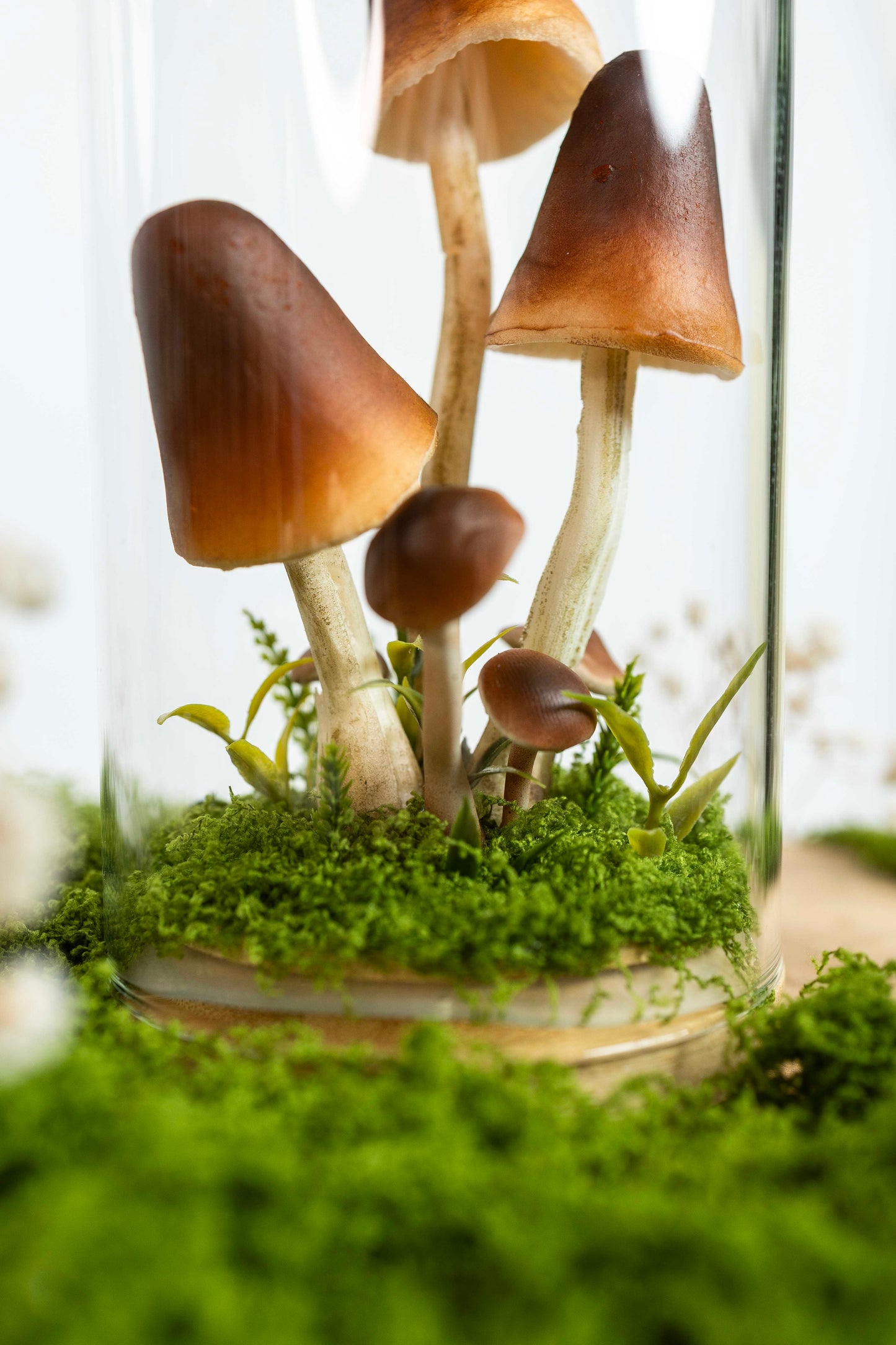 🍄 Pilzgarten - braun 🌰