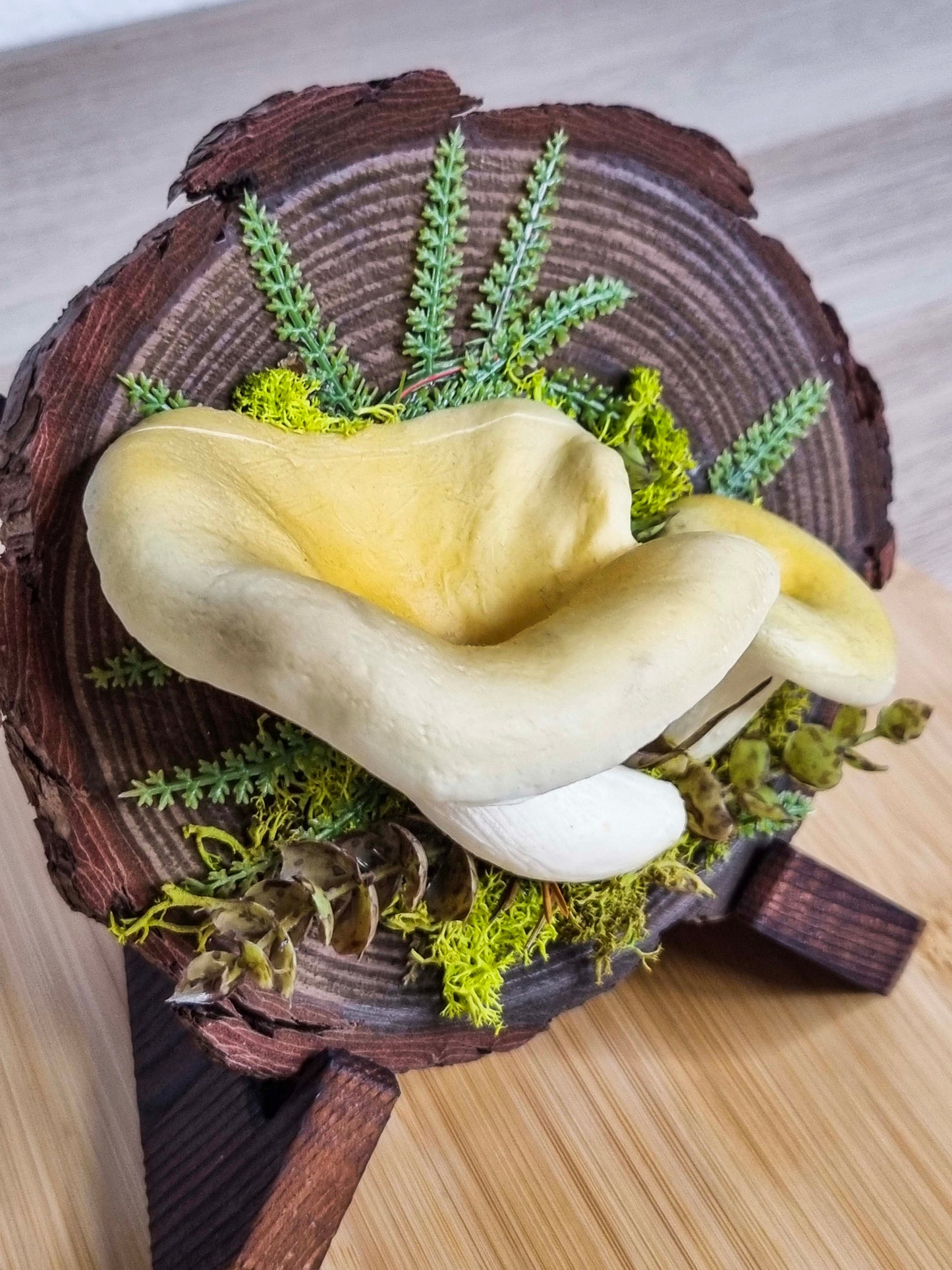Pfifferling auf Holz 🍄B-Ware