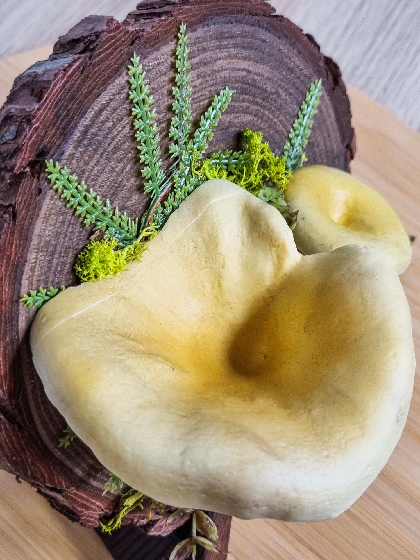 Pfifferling auf Holz 🍄B-Ware