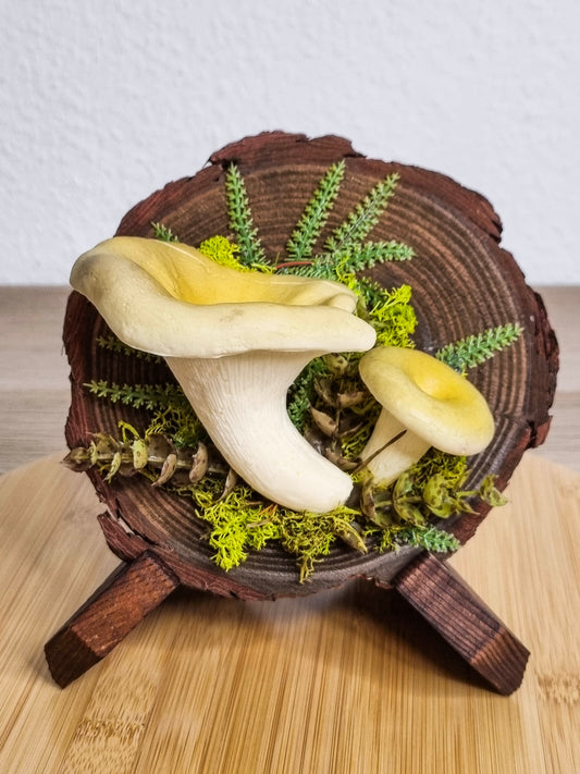 Pfifferling auf Holz 🍄B-Ware