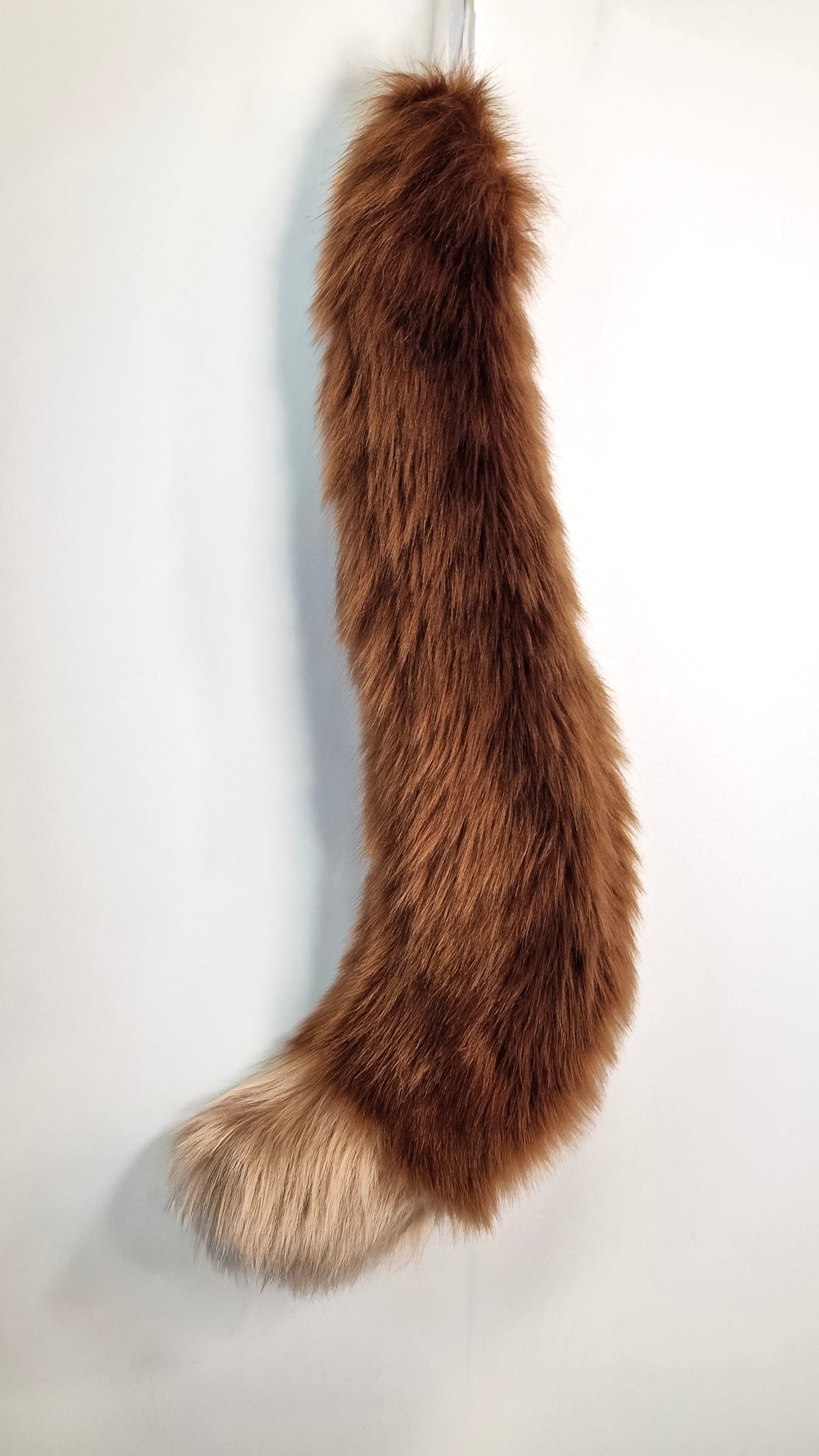 Katzen-Schwanz Braun 2